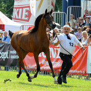 The 2011 Polish National Championships & Pride of Poland Sale