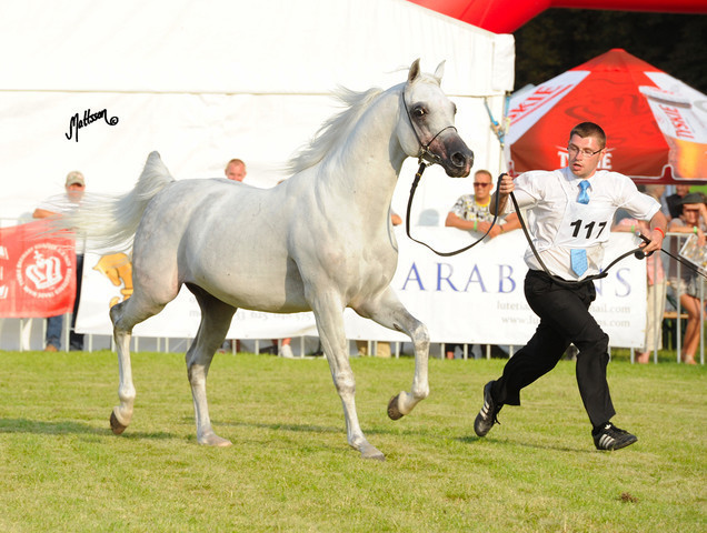 The 2011 Polish National Championships & Pride of Poland Sale
