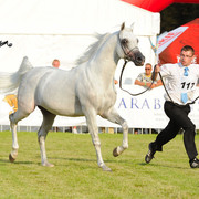 The 2011 Polish National Championships & Pride of Poland Sale