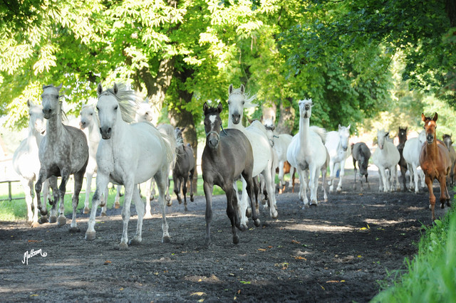 The 2011 Polish National Championships & Pride of Poland Sale