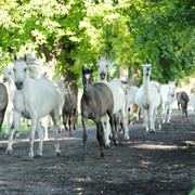 The 2011 Polish National Championships & Pride of Poland Sale