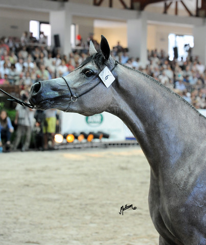 The 2011 Polish National Championships & Pride of Poland Sale