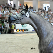 The 2011 Polish National Championships & Pride of Poland Sale
