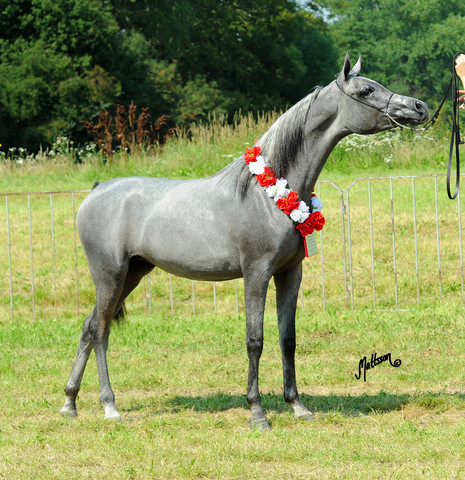 The 2011 Polish National Championships & Pride of Poland Sale