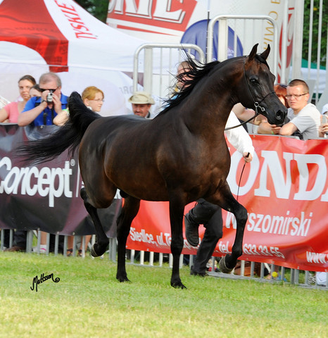 The 2011 Polish National Championships & Pride of Poland Sale