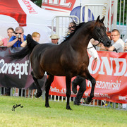 The 2011 Polish National Championships & Pride of Poland Sale