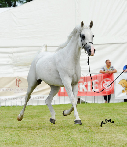 The 2011 Polish National Championships & Pride of Poland Sale