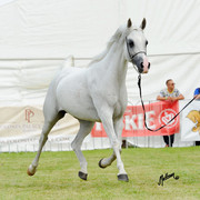 The 2011 Polish National Championships & Pride of Poland Sale
