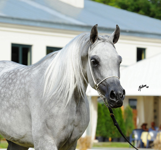 The 2011 Polish National Championships & Pride of Poland Sale