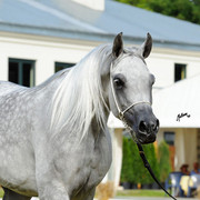 The 2011 Polish National Championships & Pride of Poland Sale