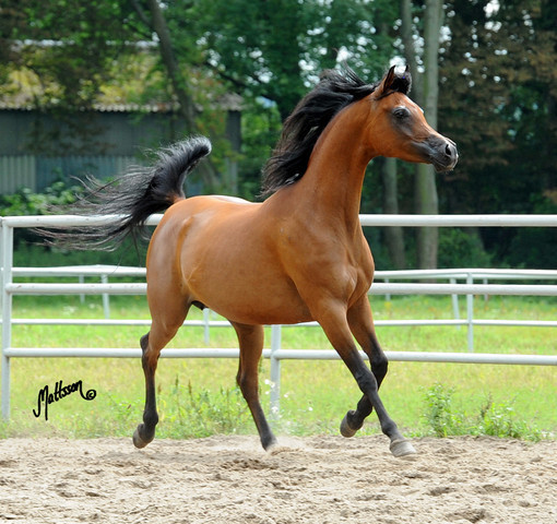 The 2011 Polish National Championships & Pride of Poland Sale