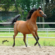The 2011 Polish National Championships & Pride of Poland Sale