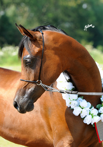 The 2011 Polish National Championships & Pride of Poland Sale
