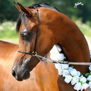 The 2011 Polish National Championships & Pride of Poland Sale