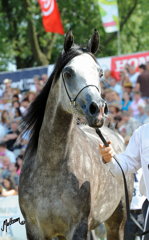 The 2011 Polish National Championships & Pride of Poland Sale