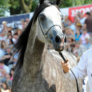 The 2011 Polish National Championships & Pride of Poland Sale
