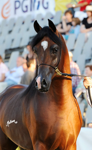 The 2011 Polish National Championships & Pride of Poland Sale