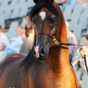 The 2011 Polish National Championships & Pride of Poland Sale