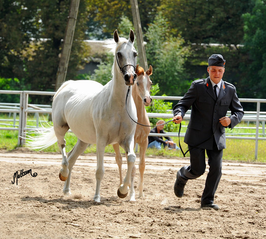 The 2011 Polish National Championships & Pride of Poland Sale