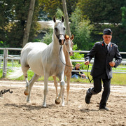 The 2011 Polish National Championships & Pride of Poland Sale