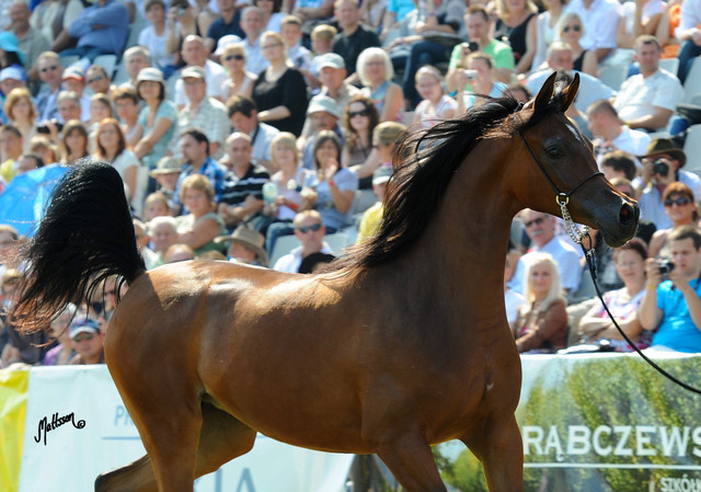 The 2011 Polish National Championships & Pride of Poland Sale