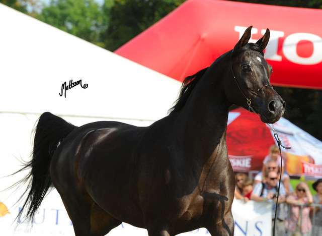 The 2011 Polish National Championships & Pride of Poland Sale