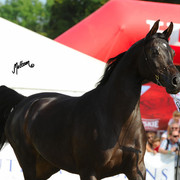 The 2011 Polish National Championships & Pride of Poland Sale