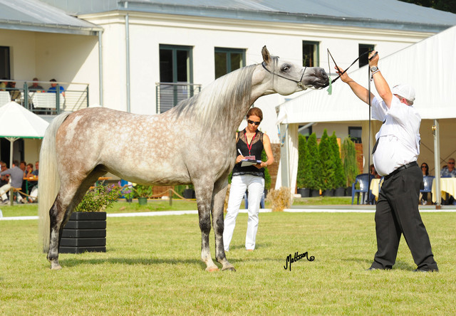 The 2011 Polish National Championships & Pride of Poland Sale