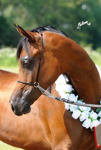 The 2011 Polish National Championships & Pride of Poland Sale
