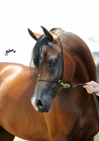 The 2011 Polish National Championships & Pride of Poland Sale