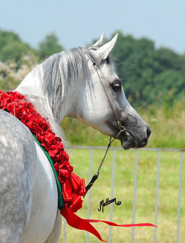 The 2011 Polish National Championships & Pride of Poland Sale