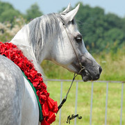 The 2011 Polish National Championships & Pride of Poland Sale