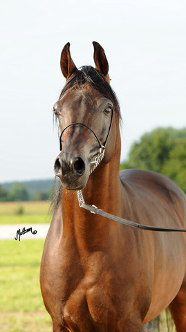 The 2011 Polish National Championships & Pride of Poland Sale