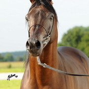 The 2011 Polish National Championships & Pride of Poland Sale