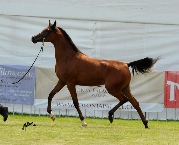The 2011 Polish National Championships & Pride of Poland Sale