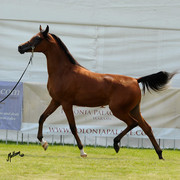 The 2011 Polish National Championships & Pride of Poland Sale