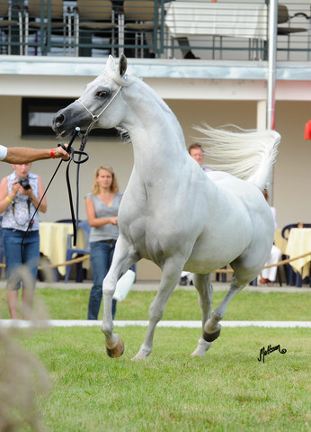 The 2011 Polish National Championships & Pride of Poland Sale