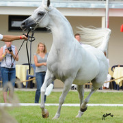 The 2011 Polish National Championships & Pride of Poland Sale