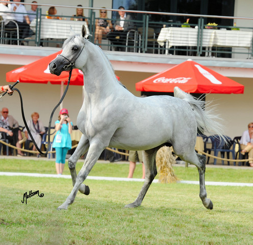 The 2011 Polish National Championships & Pride of Poland Sale