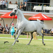 The 2011 Polish National Championships & Pride of Poland Sale