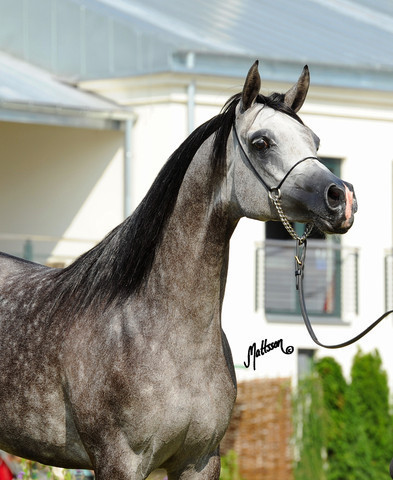 The 2011 Polish National Championships & Pride of Poland Sale