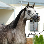 The 2011 Polish National Championships & Pride of Poland Sale