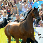 The 2011 Polish National Championships & Pride of Poland Sale