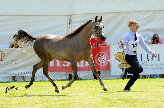 The 2011 Polish National Championships & Pride of Poland Sale