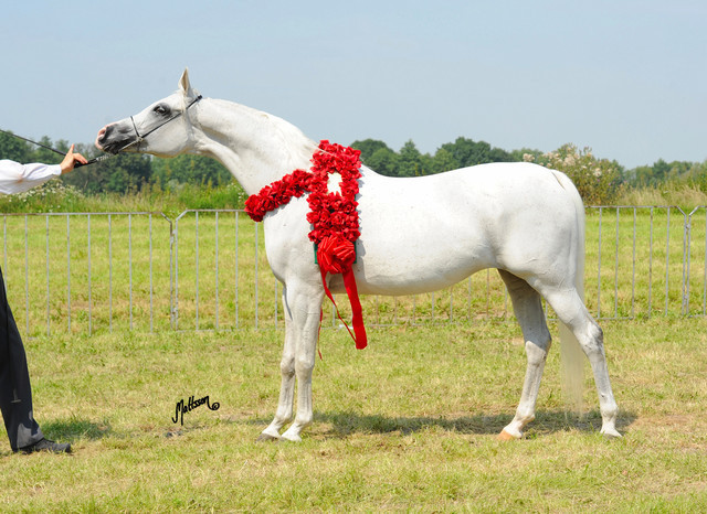 The 2011 Polish National Championships & Pride of Poland Sale