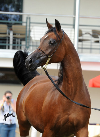 The 2011 Polish National Championships & Pride of Poland Sale
