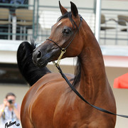 The 2011 Polish National Championships & Pride of Poland Sale