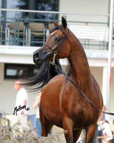 The 2011 Polish National Championships & Pride of Poland Sale