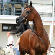 The 2011 Polish National Championships & Pride of Poland Sale