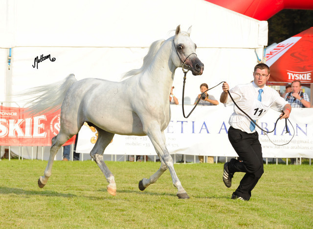 The 2011 Polish National Championships & Pride of Poland Sale